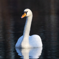 Mute Swan
